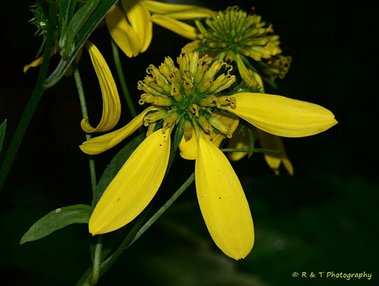 {Verbesina alternifolia}